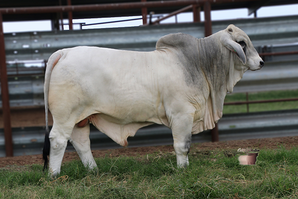 Lot 26 Lmc Lf Polled Pride 77 6 Cattle In Motion Cattle Auctions Live Broadcasts