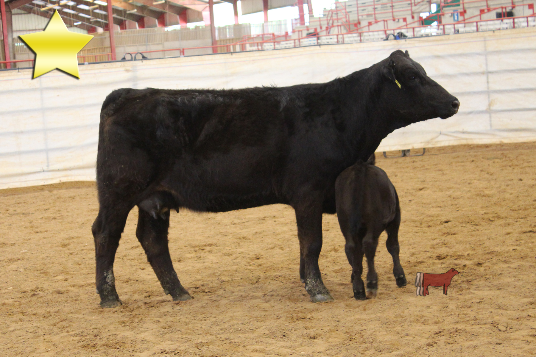 Lot 19 Ms BD Preferred Caesar Cattle In Motion Cattle Auctions