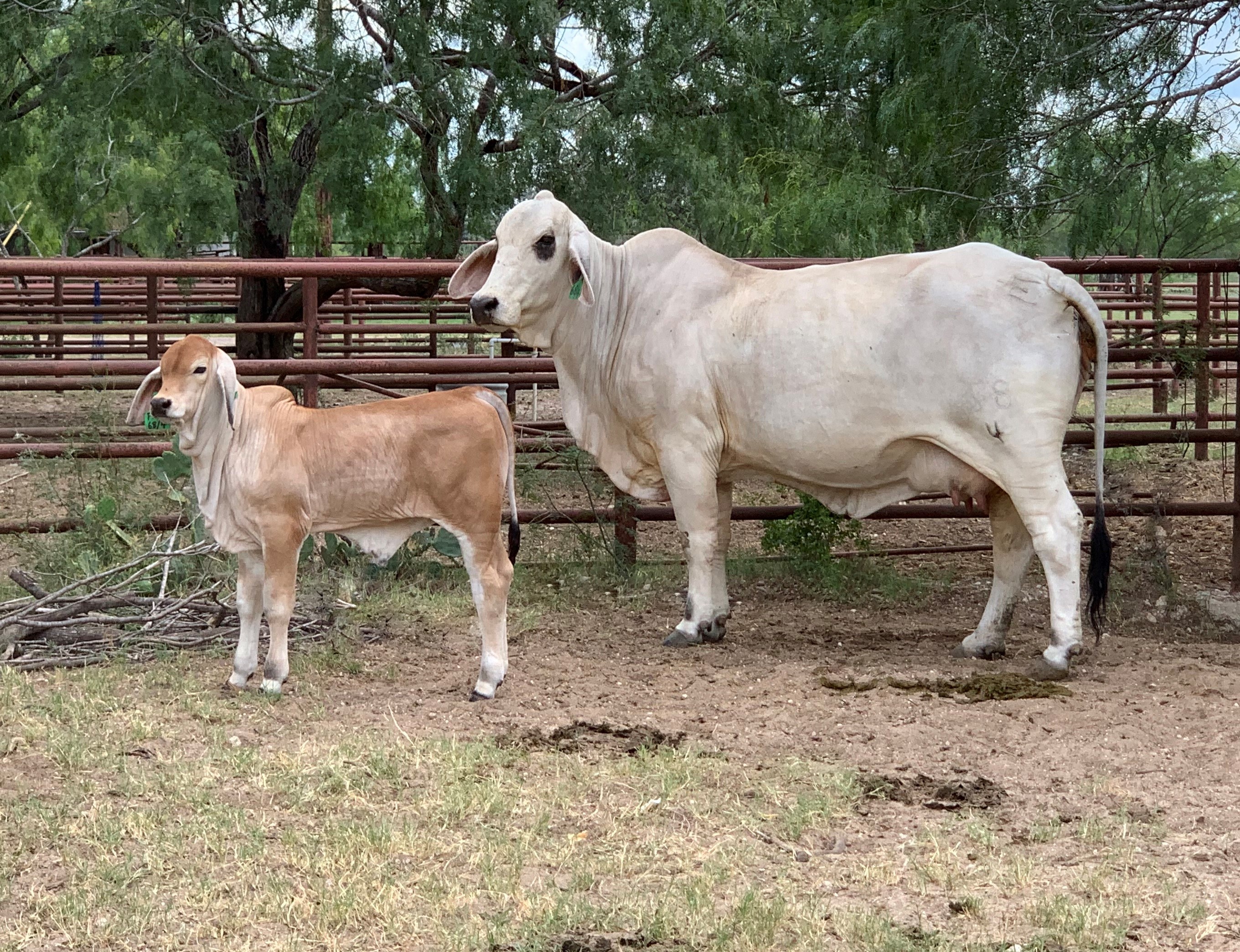 Lot 2 ECC LMC POLLED MACKENZIE 68/4 POLLED BRAHMAN BULL CALF PAIR