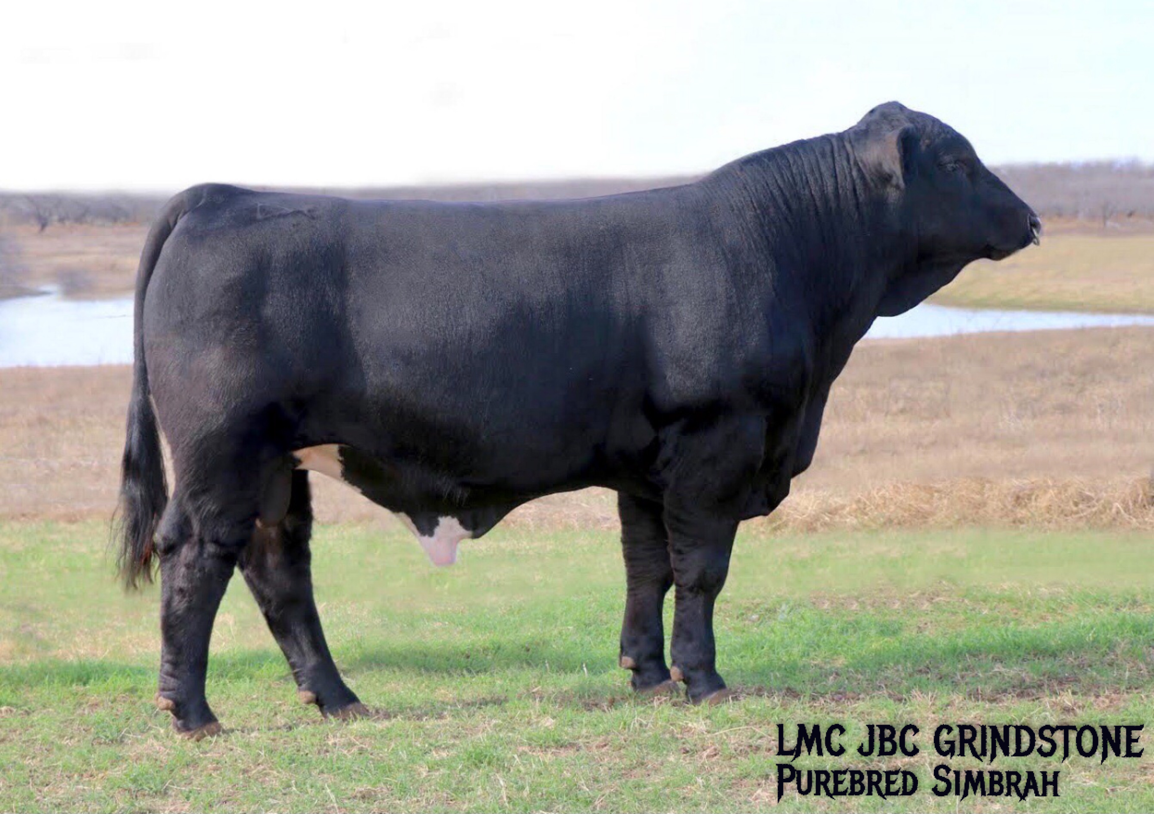 Lot 11 LMC JBC Grindstone 5H/48 3 Units of LMC JBC Grindstone Semen
