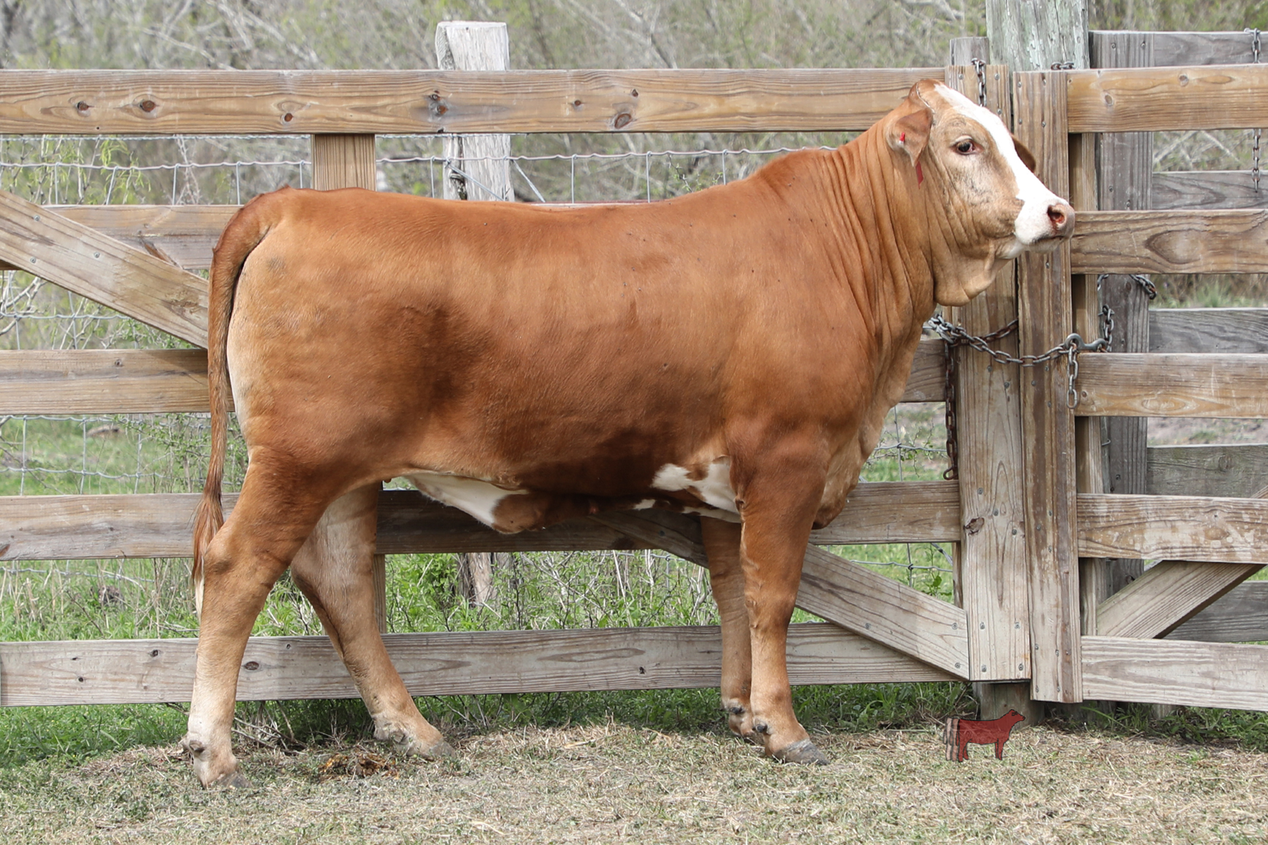 Lot 11 Golden Certified Heifer Cattle In Motion Cattle Auctions