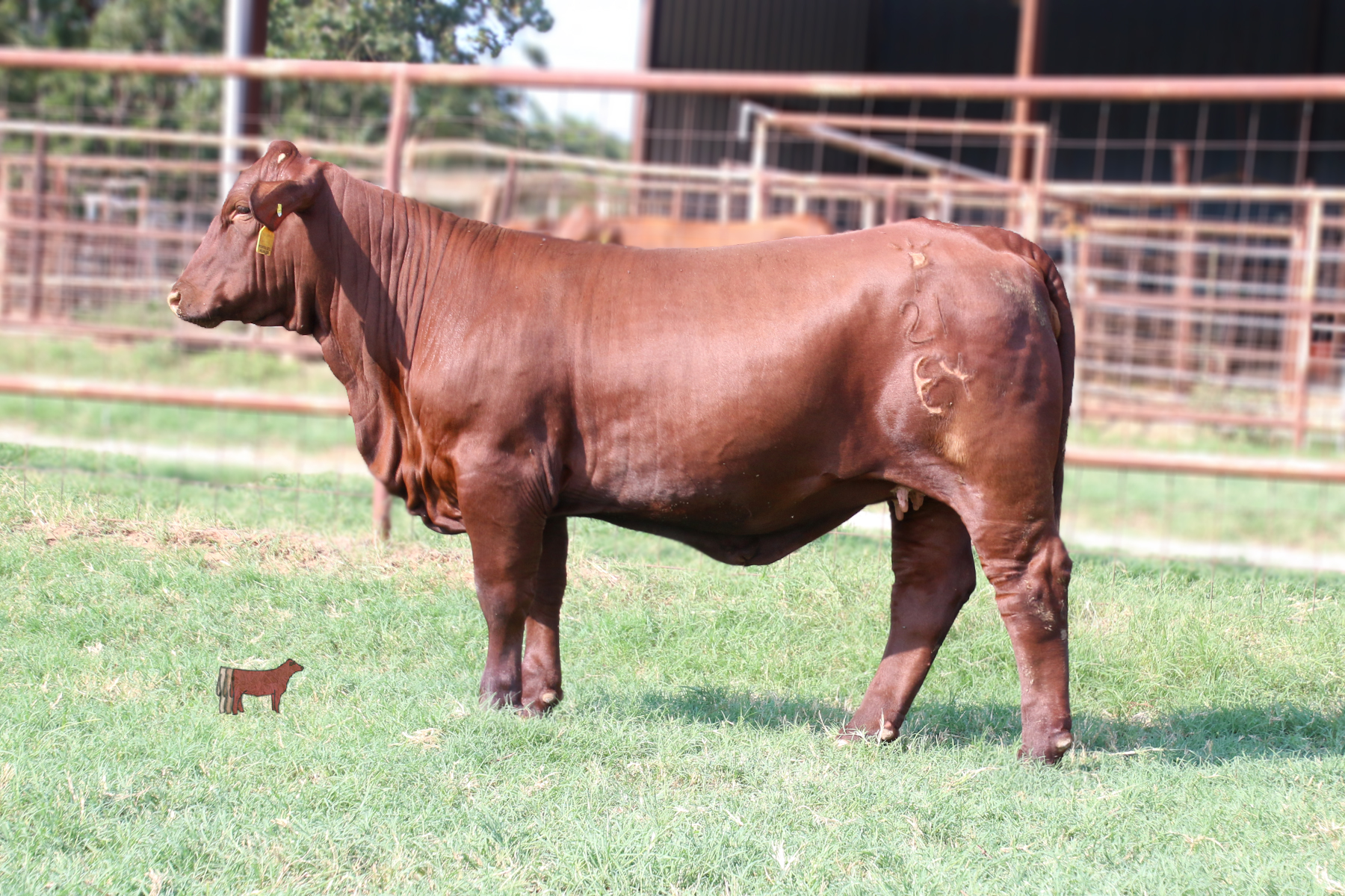 Lot 12 PC miss vegas 21/E4 Cattle In Motion Cattle Auctions Live Broadcasts Online