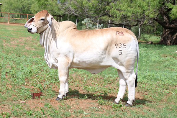 lot 8 miss rb 935 5 camelia cattle in motion cattle auctions live broadcasts lot 8 miss rb 935 5 camelia cattle in motion cattle auctions live broadcasts