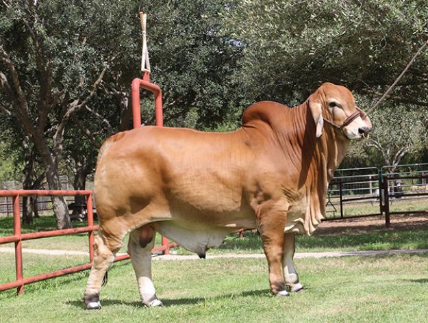 Lot 2 - : LMC LN Polled Pappo 136/6 - Five Units of Polled Red Brahman  Semen, Cattle In Motion, Cattle Auctions, Live Broadcasts, Online Only  Auctions, Presale Videos, Photography