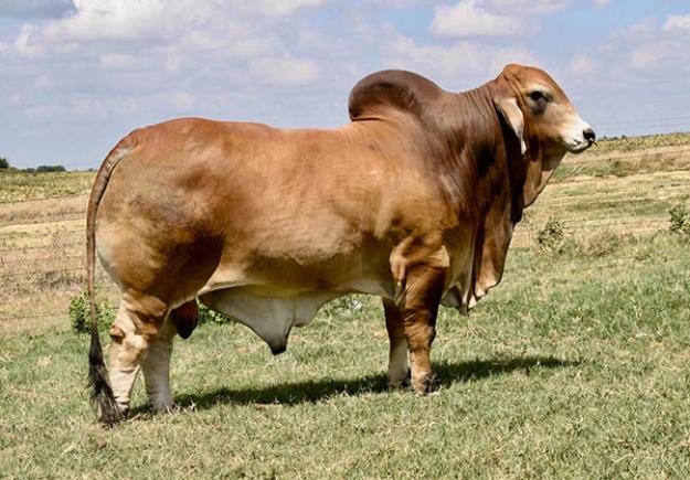 Lot 7 - 5 UNITS OF LMC LN POLLED PAPPO 136/6 SEMEN