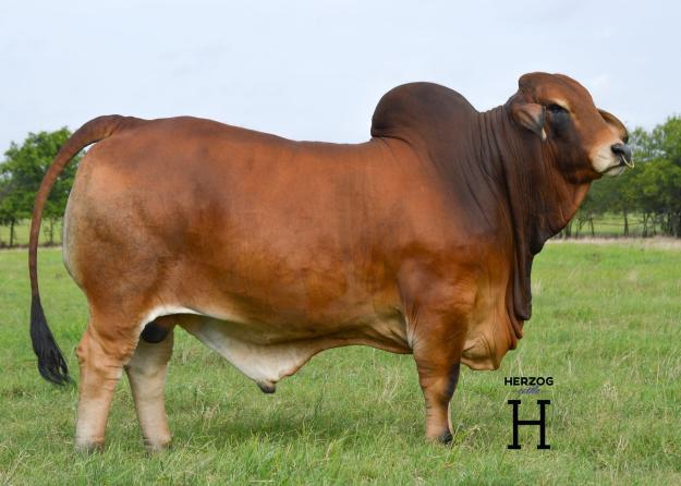 LMC LN Polled Pappo 136/6 (PP) x Miss MF Lady Katy 5/1- 3 Female Sexed  Embryos - Lee's Cattle Sales