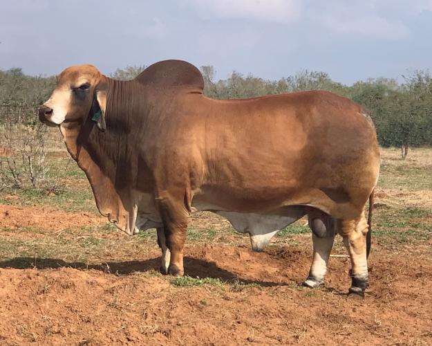 LOTE 15 - 5 PAJILLAS A ELEGIR LMC LN POLLED PAPPO 136/6 (P) o MR. V8