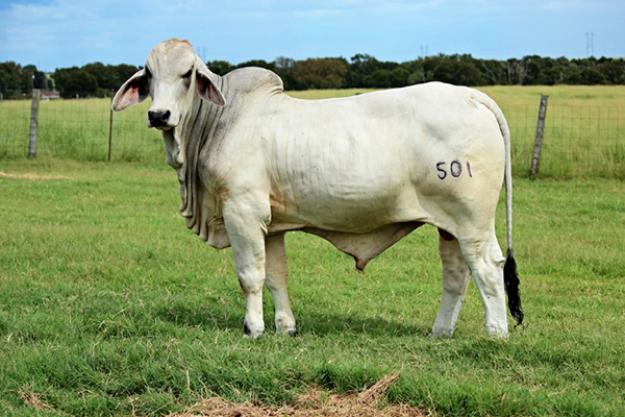 Lot 1- Mr Broken Triangle 501 | Cattle In Motion | Cattle Auctions