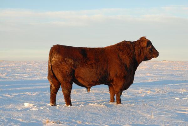 Sire of 103X