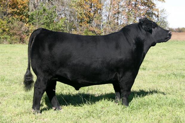 LMF Radar 1710, he stems from the same cow family as lot 7 and also sells as lot 18 LMF Radar 1710, he stems from the same cow family as lot 7 and also sells as lot 18