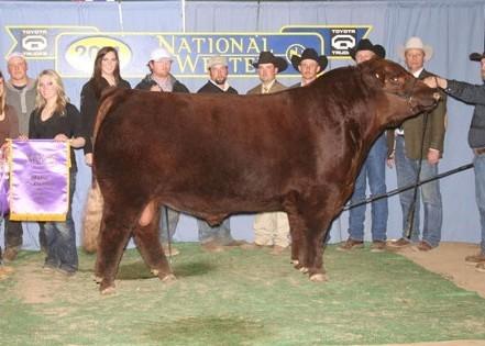 Sire - Northline Fat Tony 605U