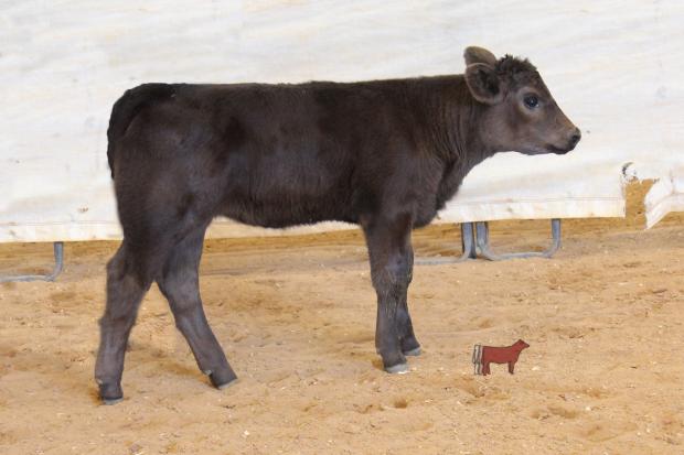 Calf of lot 20