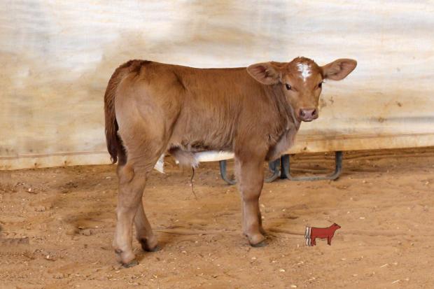 Calf at side of Pair
