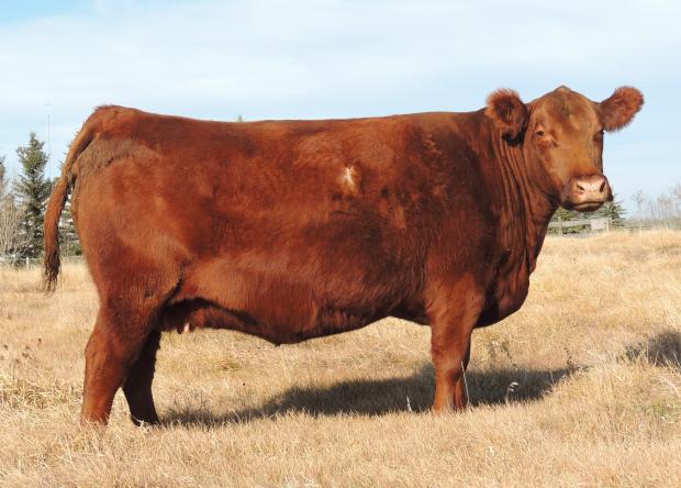 Dam of Donor - Red Northline Reba 341S