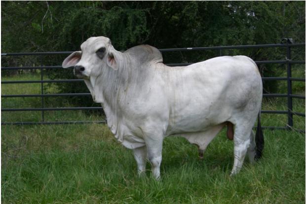 Sire