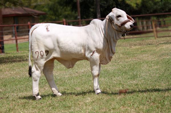 Sired by 105