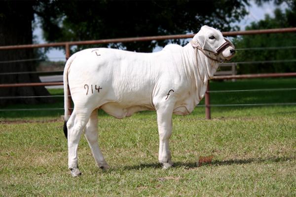Sired by 105