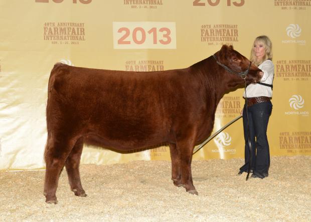 Canadian National Reserve Champion Summer Yearling 