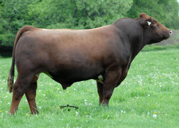 Sire of Embryos - SHADYBROOK PERFECTION 35S