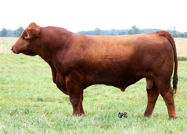 Service Sire of Lot 14 - SVJ Ante Up