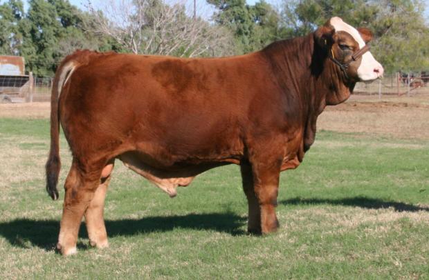 Sire - LMC Arcadio