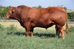 Service Sire - Jim Dandie