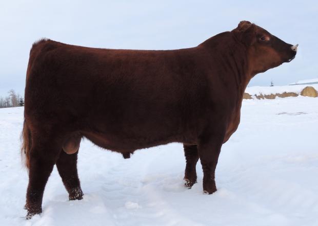 Maternal Sib to Embryos - Red Northline Crusher 341Y