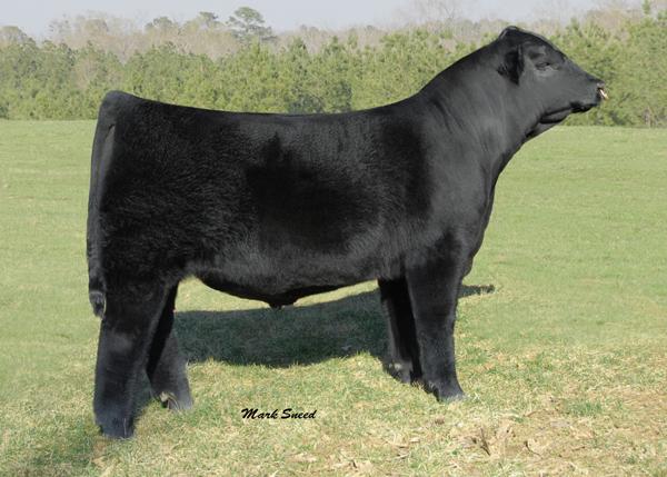 Dawson's Cherokee 166 - Sire of Lot 9