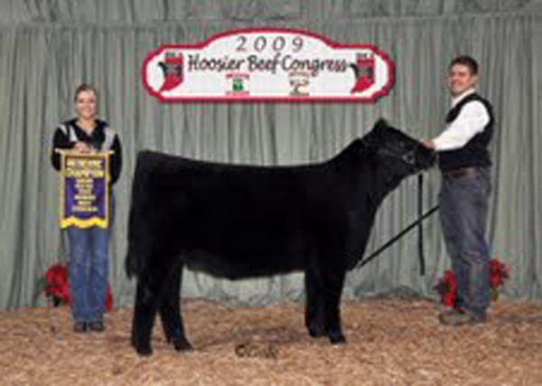 Cherokee- Reserve Beef Congress 09 - Reserve Champion Angus heifer, Hoosier Beef Congress.  Sired by Cherokee, shown by the Kneb