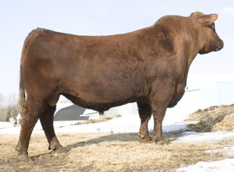 Sire of Embryos - Red Northline Crush 59R