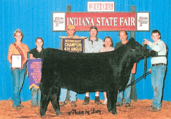 "Cunningham-06" - Maternal sibling to lot 20 - Reserve Champion Angus Heifer, Indiana State Fair.  Sold by Steve Royer, shown by