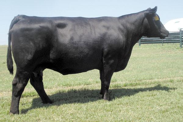 Dam of Lot 2