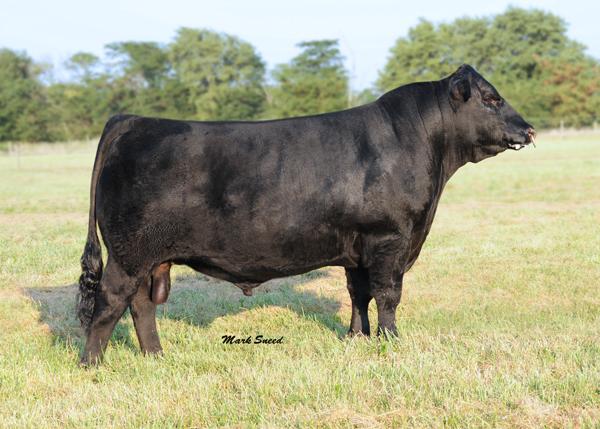 Dawson's Determination 59 - Sire of Lot 2