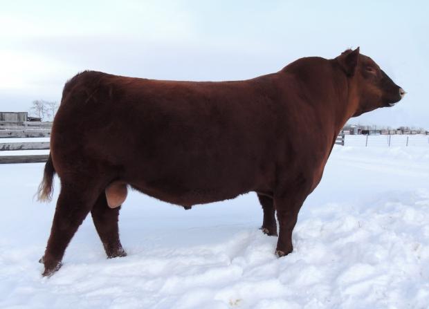 Sire of Embryos - CRSL Goldmaster X74