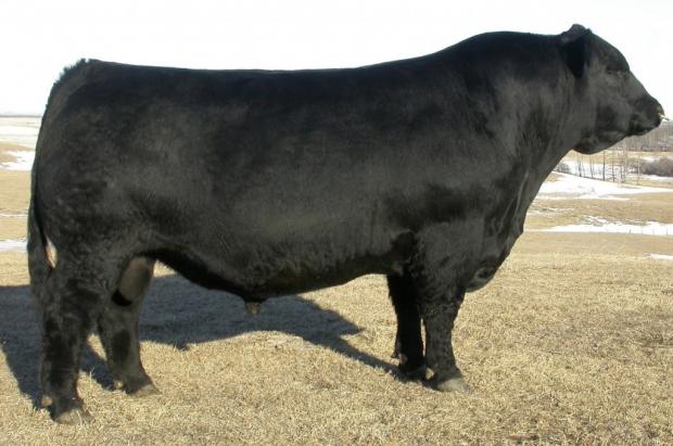 Sire - Gumbo Gulch Creed 94S Sire - Gumbo Gulch Creed 94S