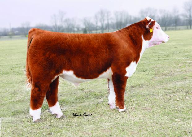 H Excel 8051 ET - Sire of Embryos