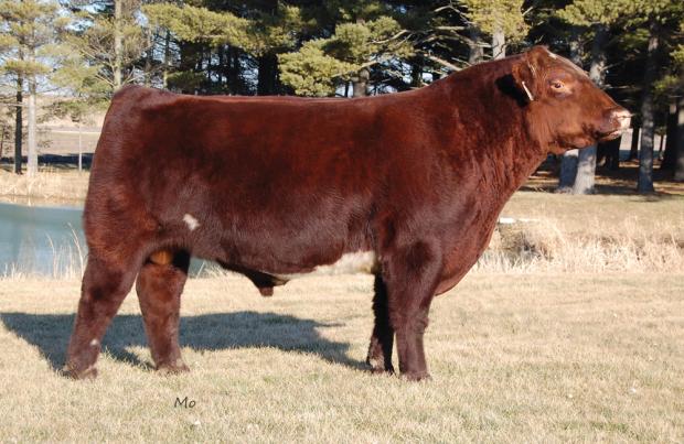 Sire of Embryos - Free K-Kim Hot Commodity ET