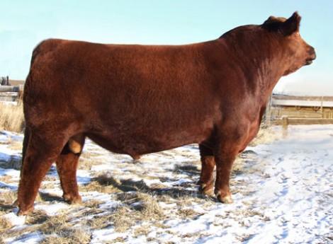 Red Northline Ignition 125W is a three time Denver Division Champion.  Co-owned with Hidden Creek Farms.