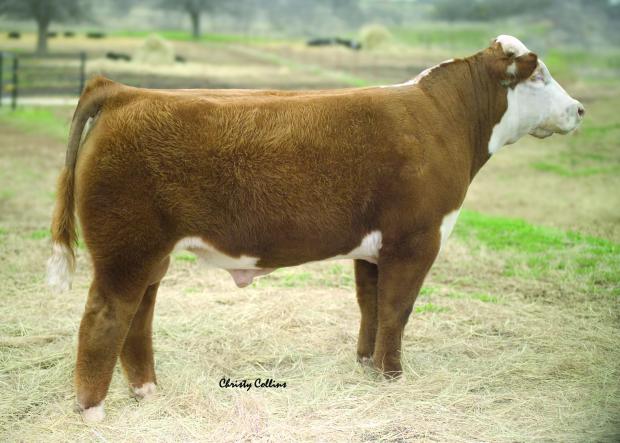 Showtime as a Calf