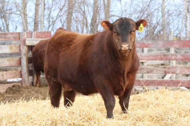 Service Sire - Red Lonestone Prime Rib 107Z