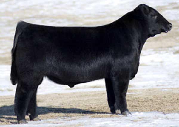 Service sire – CJ Liquid Asset. Service sire – CJ Liquid Asset.