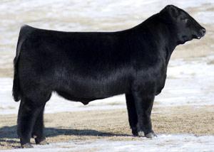 CJ SH Liquid Asset, sire of lot 16 CJ SH Liquid Asset, sire of lot 16