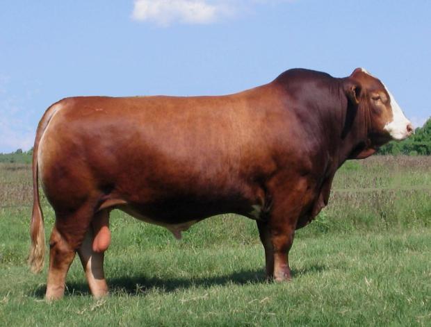 Lot 13's sire -  LM FULL HOUSE