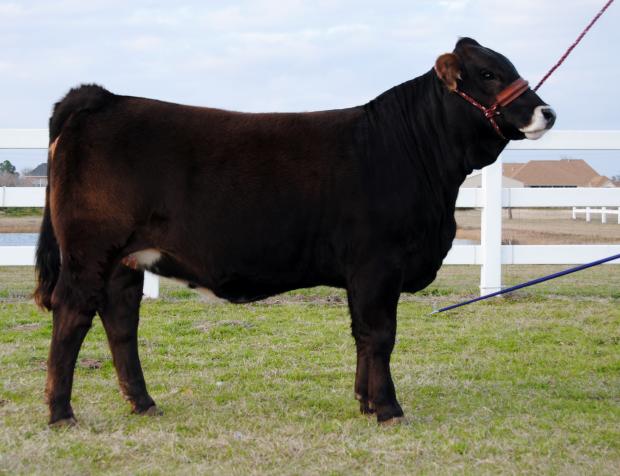 LMC KF American Dream - Maternal Sister to KFLS Miss Briley B388