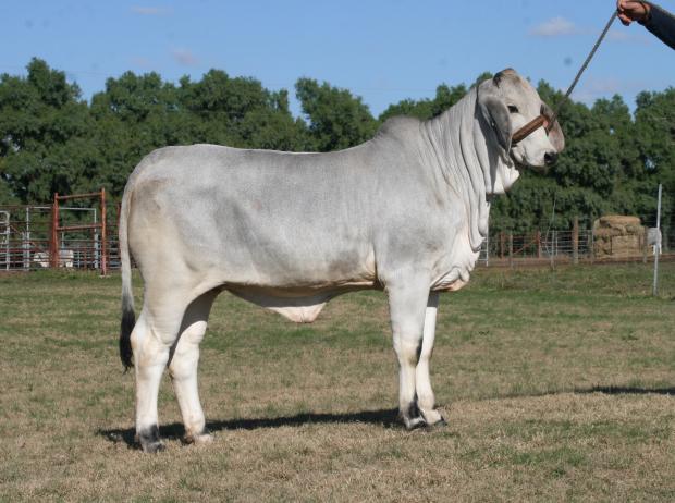 $10,000 LMC Polled Cassie that sold at Houston ABBA Sale to Kell Barnard Sired by LMC Polled Integrity.