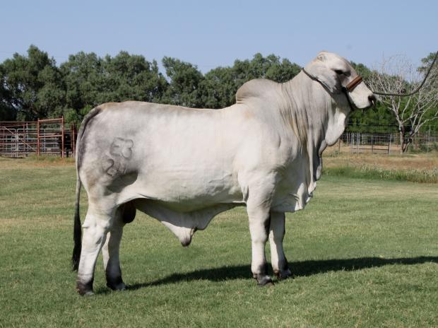 E3 Polled Pathfinder son of LMC Polled Madison