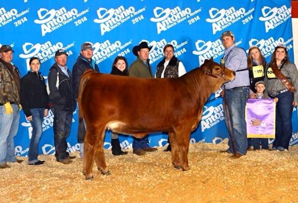 Hagan Ginger 50A  - National Champion Simbrah - Granddaughter