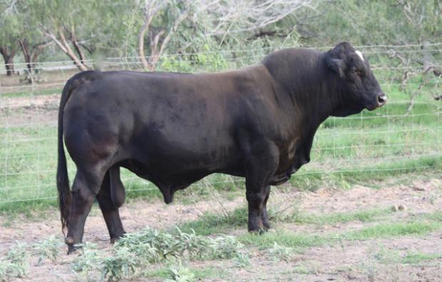 6G/LMC Rajin Cajun W908 - Sire