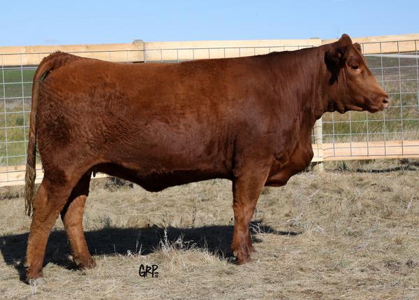 Dam of Lot 7