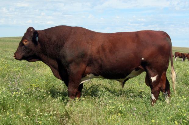 Manitou’s Ivry League - Sire of Lot 9